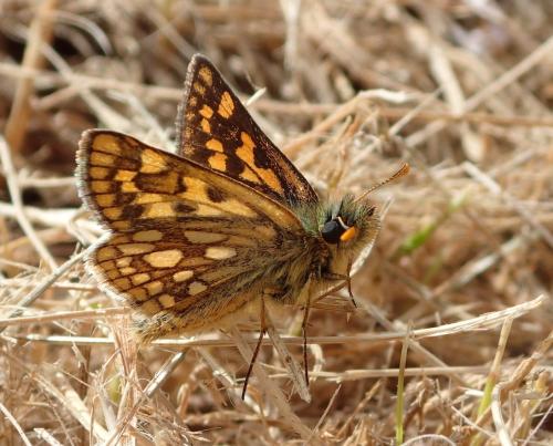 Réf. 334 095 : Carterocephalus palaemon